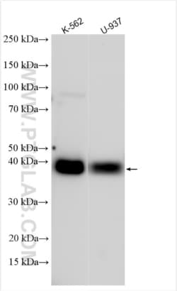 CD32A/C Rabbit, anti-Human, Polyclonal, Proteintech:Antibodies:Primary