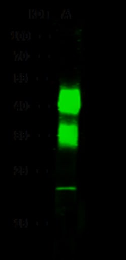 Sino Biological Anti-CD32A/FCGR2A Antibody, Rabbit Polyclonal, Quantity: