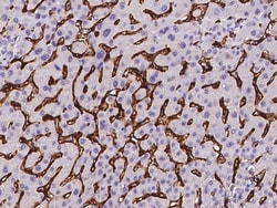 Sino Biological CD36 Antibody, Rabbit MAb 100µL, Quantity: Each of 1