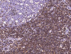 Sino Biological Anti-CD4 Antibody, Mouse Monoclonal, Quantity: Each of