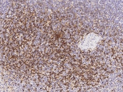 Sino Biological Anti-CD4 Antibody, Mouse Monoclonal, Quantity: Each of