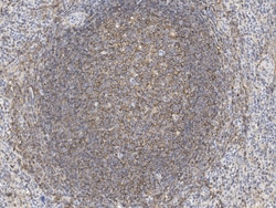 Sino Biological CD40 Antibody, Rabbit PAb, Antigen Affinity Purified 100uL,