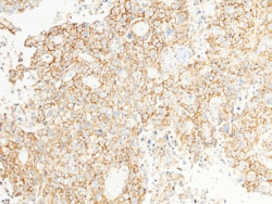 Sino Biological CD44 Antibody, Mouse MAb 100µL, Quantity: Each of 1