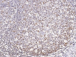 Sino Biological Anti-CD45RA Antibody, Rabbit Polyclonal, Quantity: Each