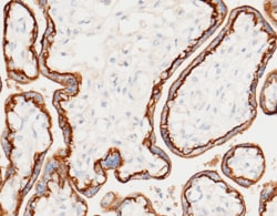 Sino Biological CD46 Antibody, Rabbit PAb, Antigen Affinity Purified 100µL,