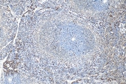 CD68 Rabbit, anti-Mouse, Polyclonal, Proteintech Quantity: 20 &mu;L:Antibodies