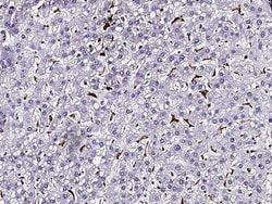 Sino Biological CD68 Antibody, Rabbit PAb, Antigen Affinity Purified 100µL,
