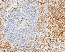 Sino Biological CD7 / LEU9 Antibody, Rabbit MAb 100µL, Quantity: Each of