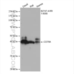 CD79A Rabbit, anti-Human, Clone: 1F24, Proteintech:Antibodies:Primary Antibodies