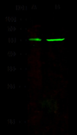 Sino Biological CD83 Antibody, Rabbit MAb 100µL, Quantity: Each of 1