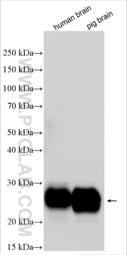 CD90 / Thy1 Rabbit, anti-Human, Polyclonal, Proteintech Quantity: 150 &mu;L:Antibodies
