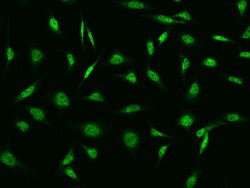 Sino Biological CDK13 Antibody, Rabbit PAb, Antigen Affinity Purified 100uL,