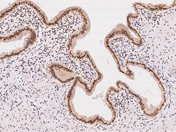 Sino Biological CDK7 Antibody, Rabbit PAb, Antigen Affinity Purified 100µL,
