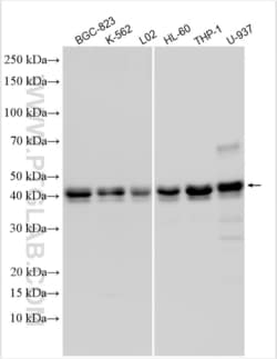 CEBPA Rabbit, anti-Human, Polyclonal, Proteintech Quantity: 150 &mu;L:Antibodies