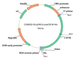 Sino Biological&nbsp;Rhesus, M-CSFR/CSF1R cDNA ORF Clone, C-His tag