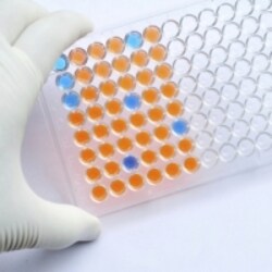Bertin Corp CGRP (rat) ELISA kit, Quantity: Pack of 1
