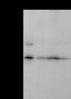 Sino Biological CHMP5 Antibody, Rabbit PAb, Antigen Affinity Purified 100µL,