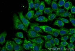 CHMP7 Mouse, anti-Human, CoraLite Plus 488, Clone: 2F8F6, Proteintech:Antibodies:Primary