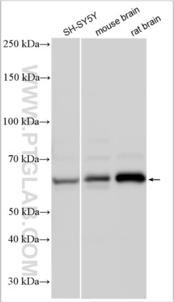 CHRM3 Rabbit, anti-Human, Polyclonal, Proteintech:Antibodies:Primary Antibodies