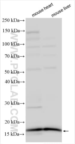 CISD3 Rabbit, anti-Human, Polyclonal, Proteintech Quantity: 20 &mu;L:Antibodies