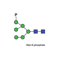 QA Bio Inc&nbsp;Mannose 6 phosphate quantitative standard, 10nmols