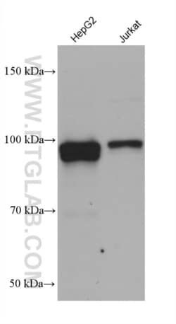 COG1 Mouse, anti-Human, Clone: 2D8D11, Proteintech Quantity: 150 &mu;L:Antibodies