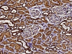Sino Biological COX5B Antibody, Rabbit PAb, Antigen Affinity Purified 100µL,