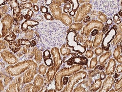 Sino Biological COX5B Antibody, Rabbit MAb 100µL, Quantity: Each of 1