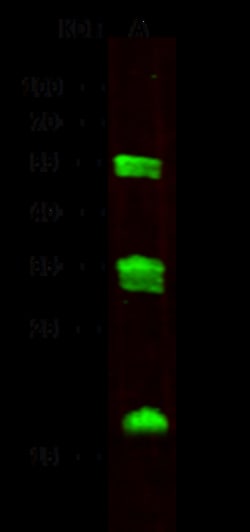 Sino Biological Carboxypeptidase M Antibody, Rabbit MAb 100µL, Quantity: