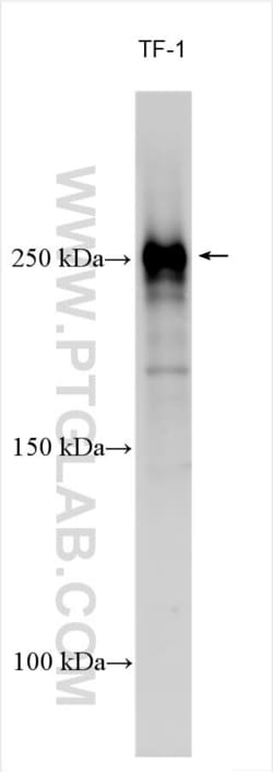 CD35 Rabbit, anti-Human, Polyclonal, Proteintech Quantity: 20 &mu;L:Antibodies