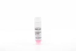 Cellular Engineering Technologies&nbsp;Cryopreserved vial of HepG2 hepatocellular carcinoma cells (500,000 cells)