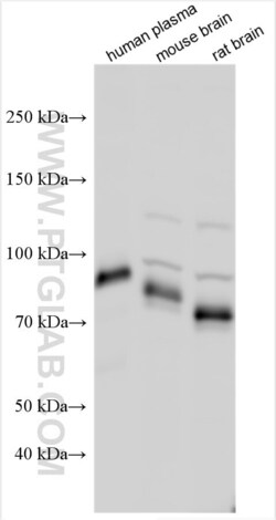 CRTAC1 Rabbit, anti-Human, Polyclonal, Proteintech Quantity: 20 &mu;L:Antibodies