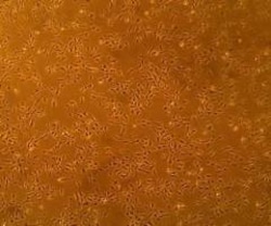 Cell Systems Corporation Primary Bovine Aortic Endothelial Cells (Pooled)