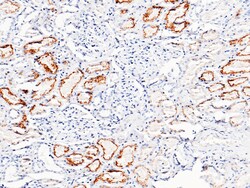 Sino Biological Cystatin C / CST3 Antibody, Rabbit MAb 100uL, Quantity: