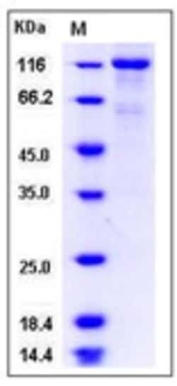 Sino Biological Recombinant Human EPOR & CD131 Heterodimer Protein (hFc