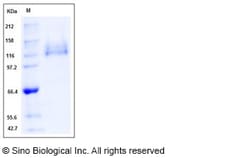 Sino Biological Recombinant Human Integrin alpha 6 beta 1 Protein (Flag