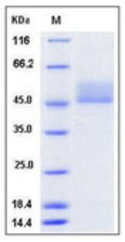 Sino Biological Recombinant Mouse CD3D & CD3E Heterodimer Protein (Fc-Flag