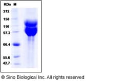 Sino Biological Recombinant Human Integrin alpha V beta 6 Protein (Flag