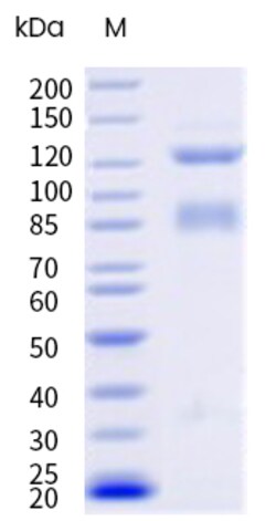 Sino Biological&nbsp;Recombinant Human Integrin alpha 6 beta 4 Protein (Flag & His Tag), Biotinylated, HPLC-verified 20