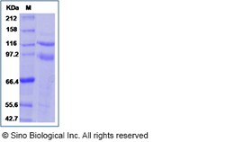 Sino Biological Recombinant Human Integrin alpha 6 beta 4 Protein (Flag