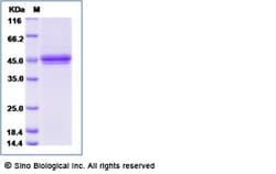Sino Biological Recombinant Mouse CD3E & CD3G Heterodimer Protein, Quantity: