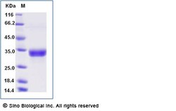 Sino Biological Human CD8A & CD8B Heterodimer Protein 50ug, Quantity: Each