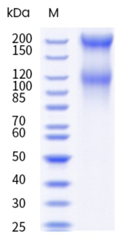 Sino Biological&nbsp;Recombinant Human Integrin alpha 1 beta 1 Protein (ECD, Flag & His Tag), HPLC-verified 1