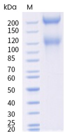 Sino Biological&nbsp;Recombinant Cynomolgus Integrin alpha 1 beta 1 Protein (ECD, Flag & His Tag), HPLC-verified 1