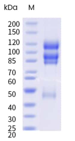 Sino Biological&nbsp;Recombinant Cynomolgus Integrin alpha 4 beta 7 Protein (His Tag), HPLC-verified 100 µg