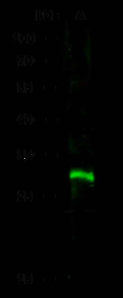 Sino Biological CTLA-4 / CD152 Antibody, Rabbit PAb, Antigen Affinity Purified