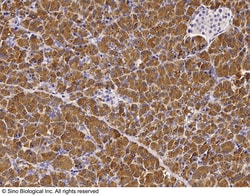 Sino Biological CTRC / chymotrypsin C Antibody, Rabbit PAb, Antigen Affinity