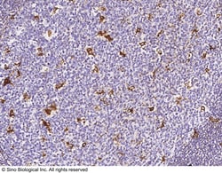Sino Biological Cathepsin S / CTSS Antibody, Rabbit PAb, Antigen Affinity