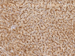 Sino Biological Anti-Cathepsin Z/CTSZ Antibody, Rabbit Polyclonal, Quantity: