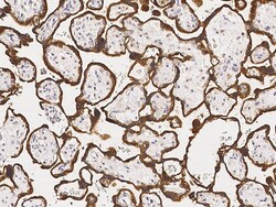 Sino Biological CYP19A1 Antibody, Rabbit PAb, Antigen Affinity Purified